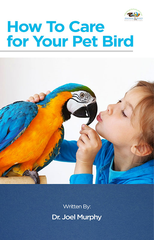 How To Care For Your Pet Bird.