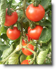 The Ultimate Guide To Growing Tomatoes